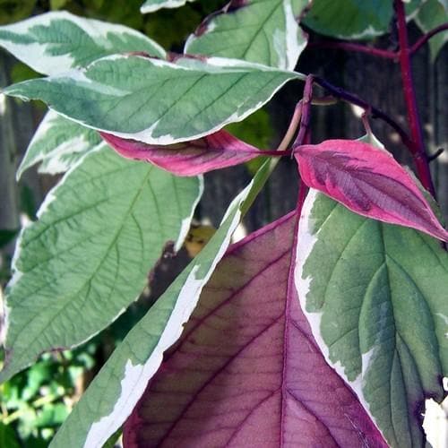 Cornus alba Elegantissima - Future Forests