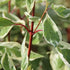 Cornus alba Elegantissima - Future Forests