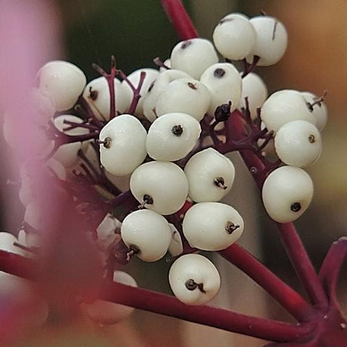 Cornus alba Elegantissima - Future Forests