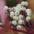 Cornus alba Elegantissima - Future Forests