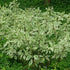 Cornus alba Elegantissima - Future Forests