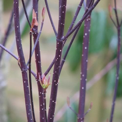 Cornus alba Kesselringii - Future Forests