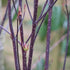 Cornus alba Kesselringii - Future Forests