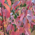 Cornus alba Kesselringii - Future Forests