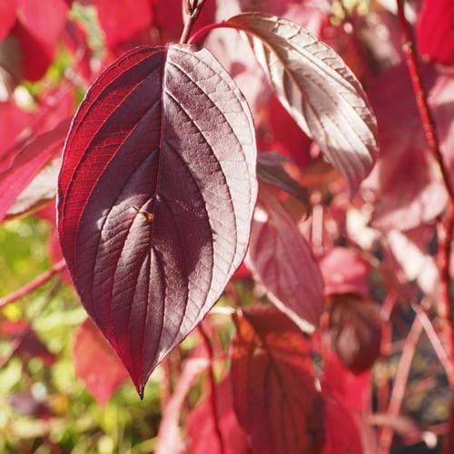Cornus alba Siberica - Future Forests