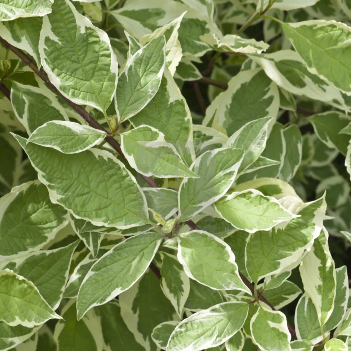Cornus alba Sibirica Variegata