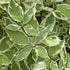 Cornus alba Sibirica Variegata