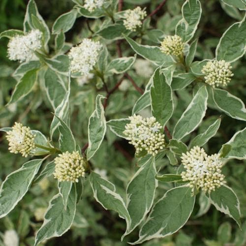 Cornus alba Sibirica Variegata