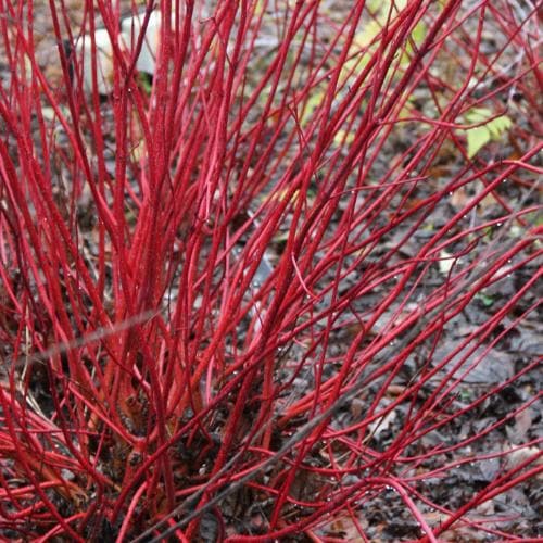 Cornus alba Sibirica Variegata