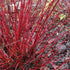 Cornus alba Sibirica Variegata
