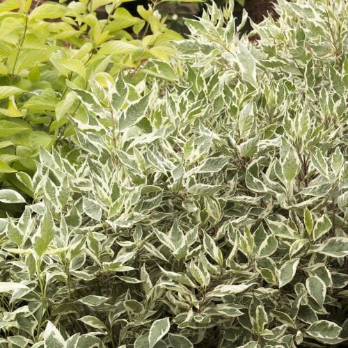 Cornus alba Sibirica Variegata