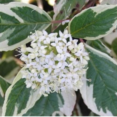 Cornus alba Sibirica Variegata