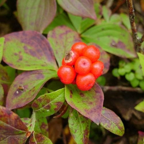 Cornus canadensis - Future Forests