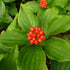 Cornus canadensis - Future Forests