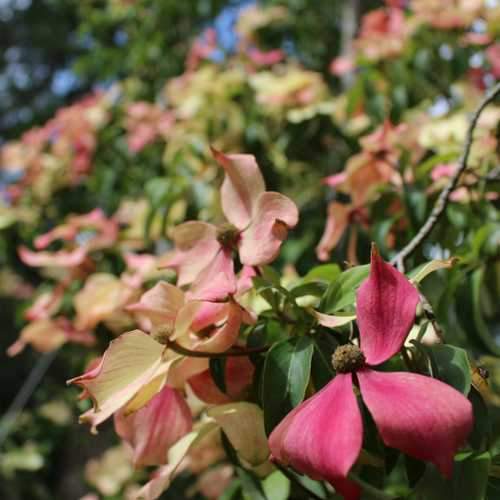 Cornus capitata Kilmacuragh Rose - Future Forests