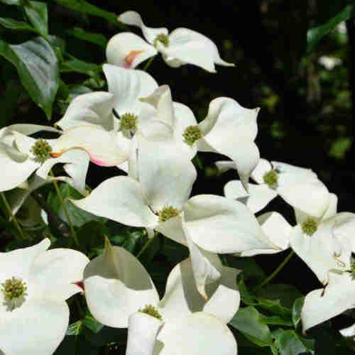 Cornus kousa var. chinensis Claudia - Japanese Dogwood
