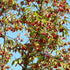 Cornus mas - Future Forests