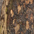 Cornus mas - Future Forests