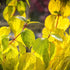 Cornus sanguinea Magic Flame - Future Forests