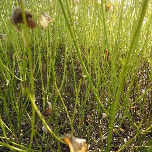 Cornus sericea Flaviramea - Future Forests