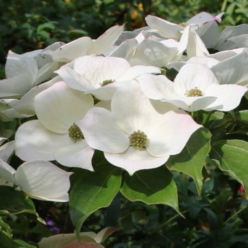 Cornus kousa Teutonia
