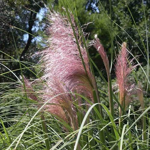 Cortaderia selloana Rosea