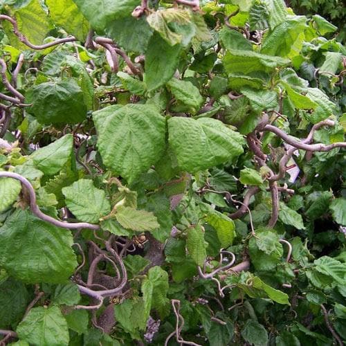 Corylus avellana Contorta - Future Forests