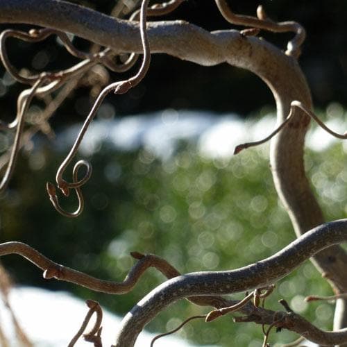 Corylus avellana Contorta - Future Forests