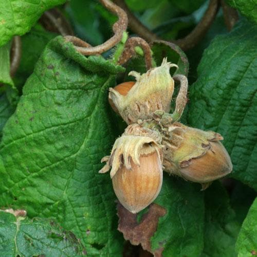 Corylus avellana Contorta - Future Forests