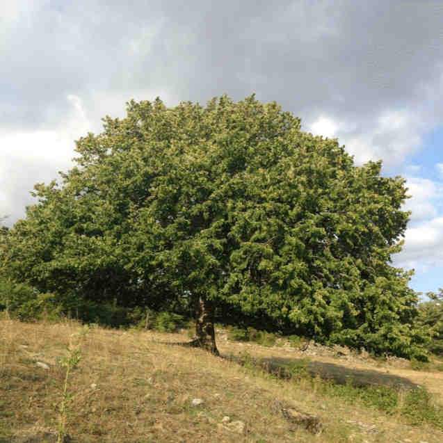 Corylus colurna - Turkish Hazel