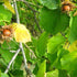 Corylus colurna - Turkish Hazel