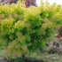 Cotinus coggygria Golden Spirit