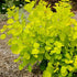 Cotinus coggygria Golden Spirit