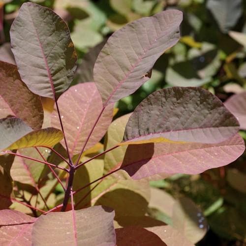 Cotinus Grace - Future Forests