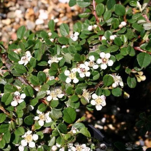 Cotoneaster procumbens 'Queen of Carpets' - Future Forests
