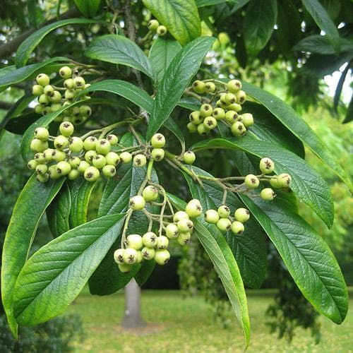 Cotoneaster Rothschildianus
