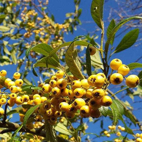 Cotoneaster Rothschildianus