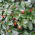 Cotoneaster dammeri Green Carpet - Future Forests