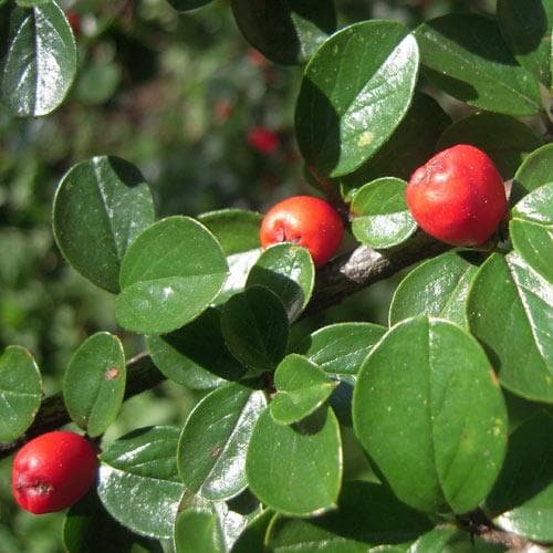 Cotoneaster dammeri - Future Forests