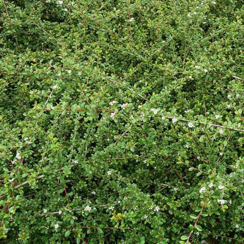 Cotoneaster dammeri - Future Forests
