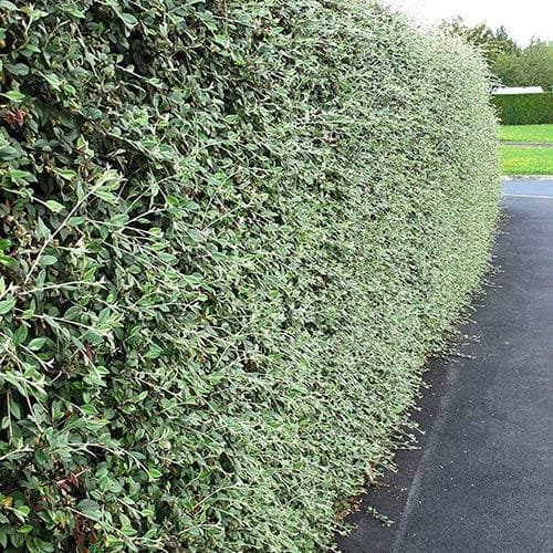 Cotoneaster franchettii