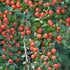 Cotoneaster horizontalis