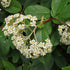Cotoneaster lacteus