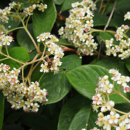 Cotoneaster lacteus
