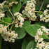 Cotoneaster lacteus
