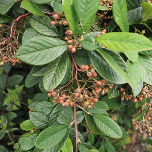 Cotoneaster lacteus