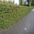 Cotoneaster lacteus