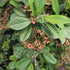 Cotoneaster lacteus