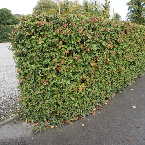 Cotoneaster lacteus