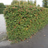 Cotoneaster lacteus